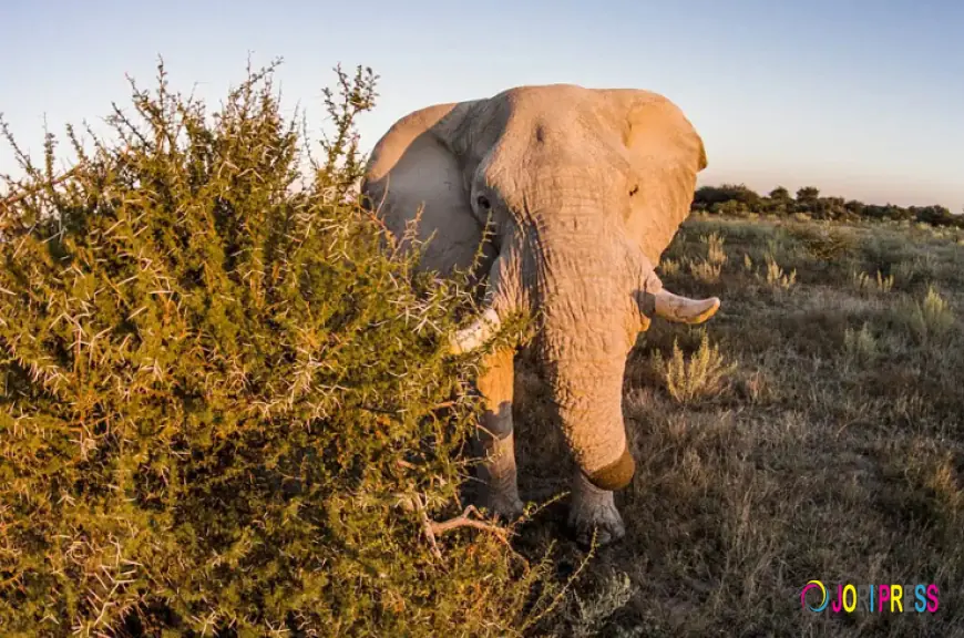 5 Extraordinary Marine Migrations That Will Leave You in Awe