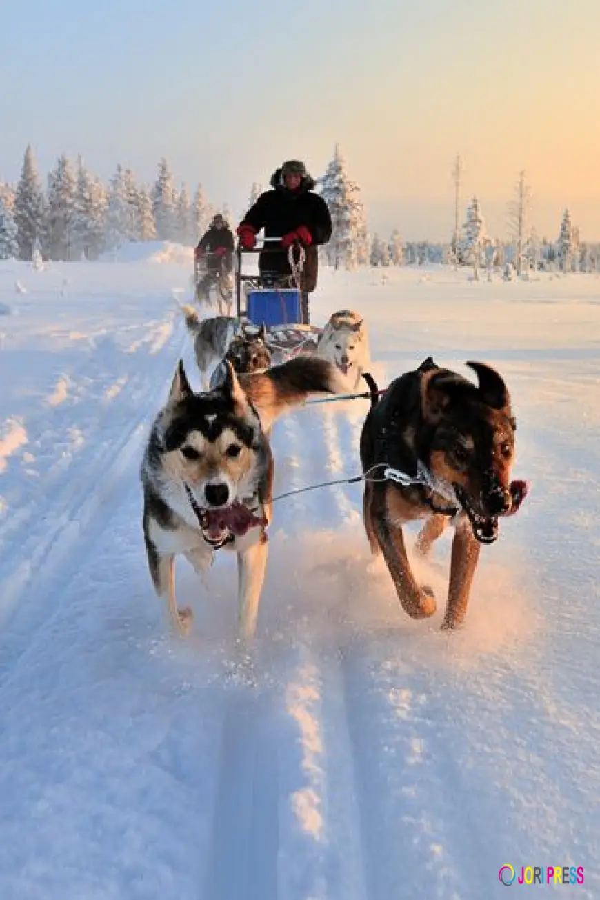 What to Expect on Your First Dog Sledding Trip: Tips for Beginners