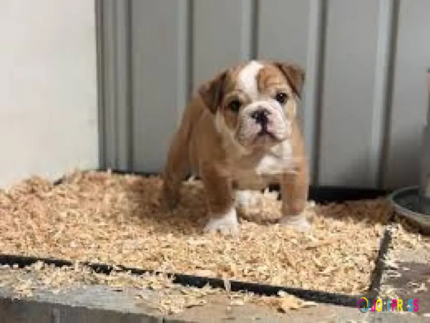 Best Olde English Bulldogge Breeders Near Me – Where to Find Your Perfect Puppy?