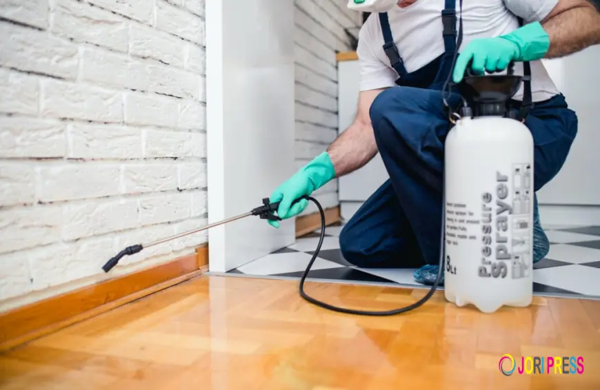 Expert Termite Treatment to Protect Your Property from Damage