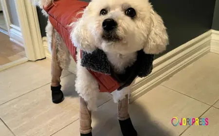 The Science Behind Doggy Rain Boots: Comfort, Safety, and Health