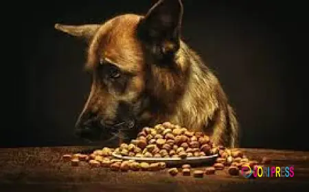 Get Pure Organic Treats and Chemical-Free Formulas for Your Pet