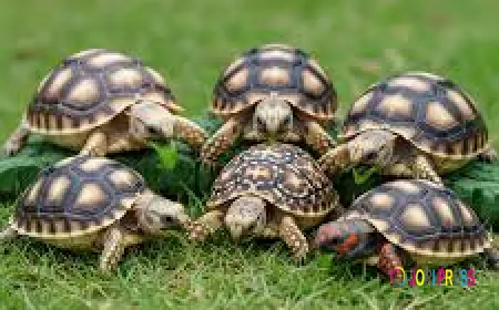 8 เหตุผลที่เต่าซูคาต้าเหมาะกับคนรักสัตว์มือใหม่