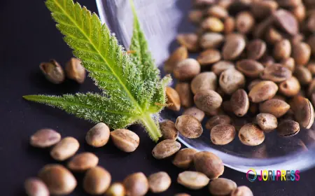 Cannabis seeds market dynamics driven by legalization, innovation, and consumer demand shifts