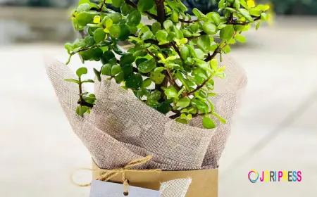 Home Décor with a Touch of Green: Plant Delivery Melbourne