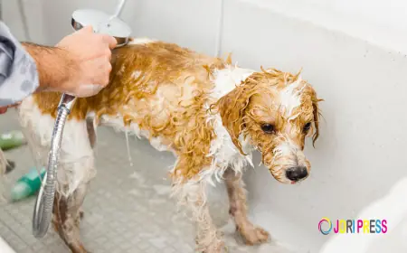 Chewbarka Grooming Offers Top-Notch Dog Bath & Brush in Fort Worth, TX