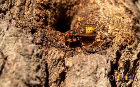 Safe Mud Wasp Nest Removal by Raul The Bees Guy