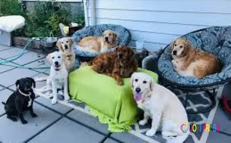 The Best Pet Boarding And In-Home Dog Boarding At A Very Affordable Price
