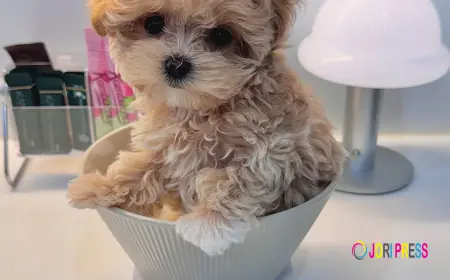 Adorable Maltipoo Puppy for Sale – Find Your Perfect Furry Friend Today