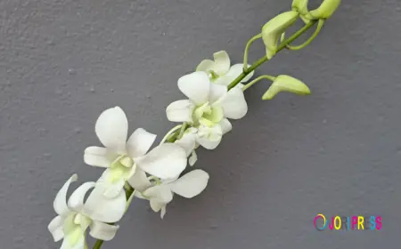 Enhance Your Space with Elegant White Dendro Orchids