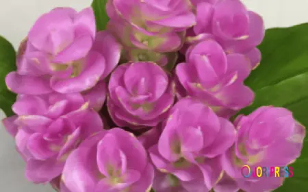 Lee Orchid Expands Its Global Reach with Premium Exotic Orchids and Wholesale Flower Solutions