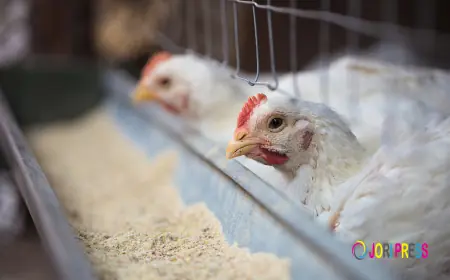 Enhance Poultry Efficiency with Chicken Broiler Management Software