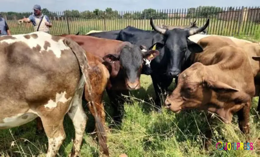 How I Ensured The Man Who Stole My Cows Returned Them Within 72 Hours, Tanzanian Man Reveals