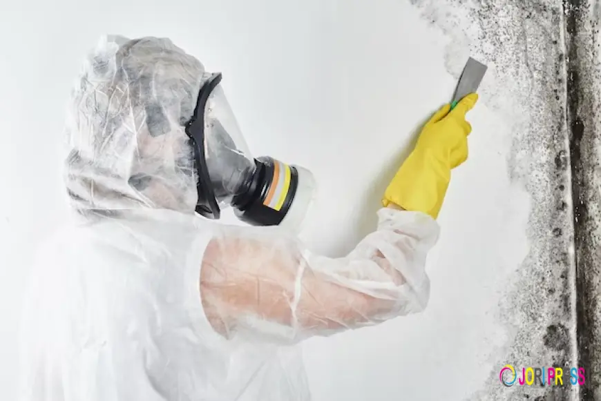 Safe and Effective Mold Removal by United Water Restoration