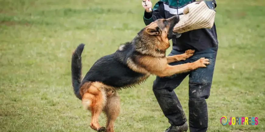 How a Los Angeles Dog Bite Lawyer Can Turn Your Case Around