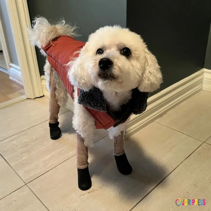The Science Behind Doggy Rain Boots: Comfort, Safety, and Health