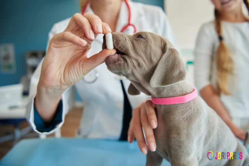 Dog Homeopathic Medicine: A Natural Approach to Canine Health