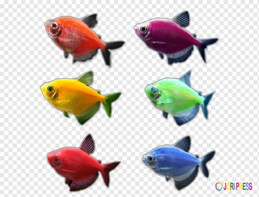 Rainbow shark