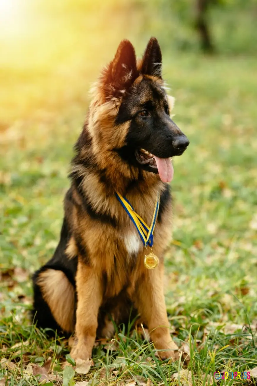 Elite AKC Registered German Shepherd Breeders – SmithFarms Leads