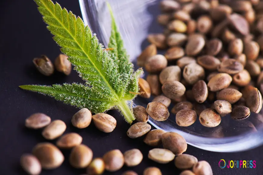 Cannabis seeds market dynamics driven by legalization, innovation, and consumer demand shifts