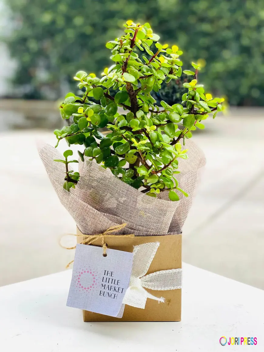 Home Décor with a Touch of Green: Plant Delivery Melbourne