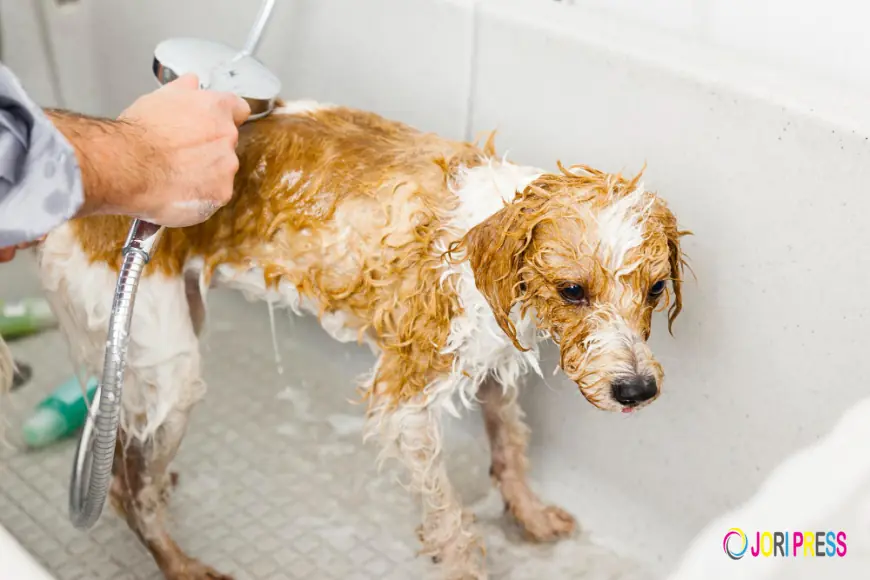 Chewbarka Grooming Offers Top-Notch Dog Bath & Brush in Fort Worth, TX