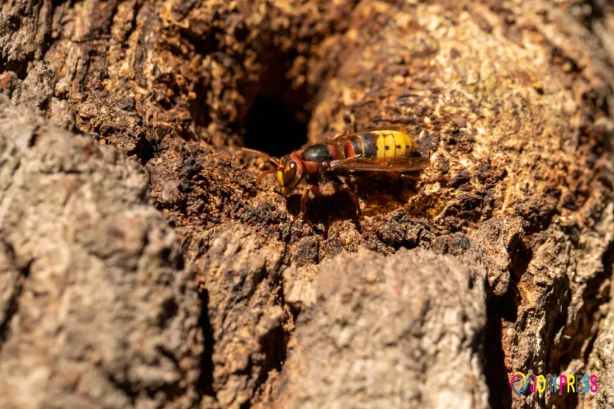 Safe Mud Wasp Nest Removal by Raul The Bees Guy
