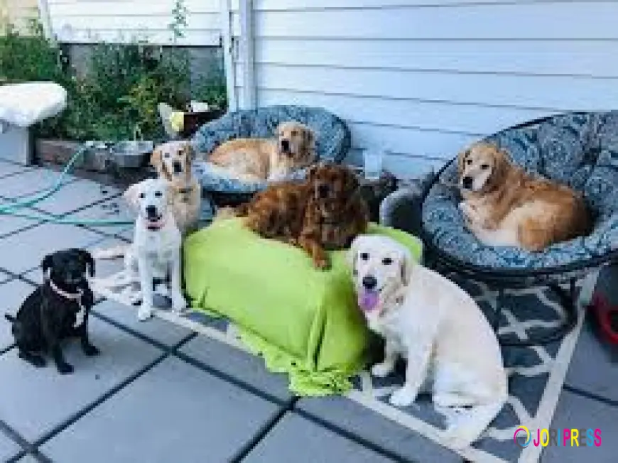 The Best Pet Boarding And In-Home Dog Boarding At A Very Affordable Price