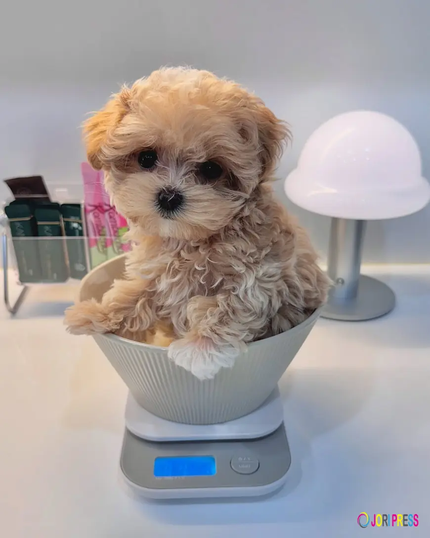 Adorable Maltipoo Puppy for Sale – Find Your Perfect Furry Friend Today