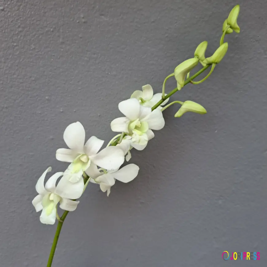 Enhance Your Space with Elegant White Dendro Orchids