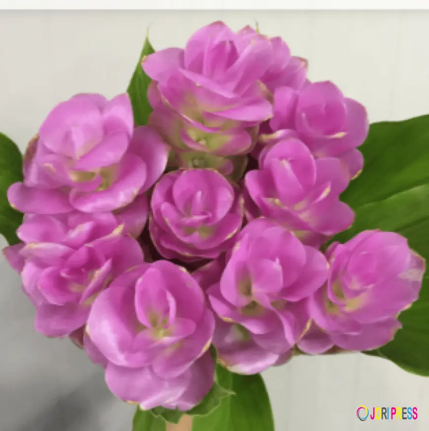 Lee Orchid Expands Its Global Reach with Premium Exotic Orchids and Wholesale Flower Solutions