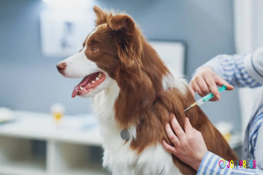 Everything You Need to Know About Dog Vaccinations and Why They Matter