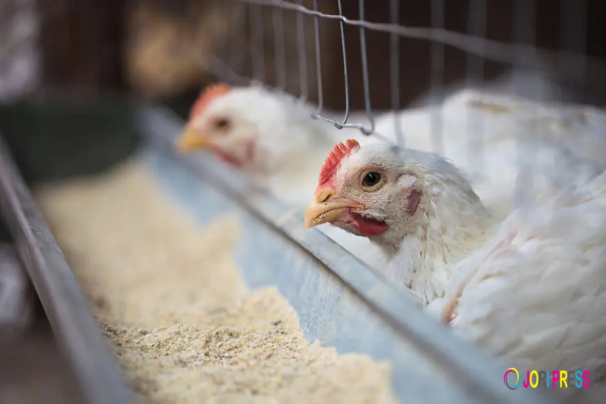 Enhance Poultry Efficiency with Chicken Broiler Management Software