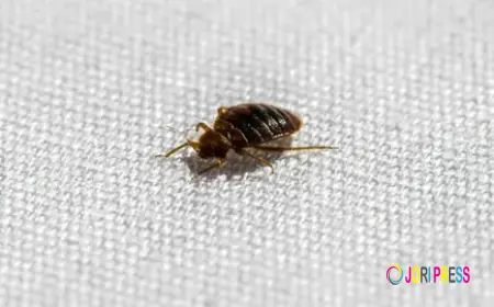 Reclaim Your Rest: Expert Solutions for Bed Bug Control in Hanover IL