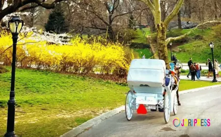 Horse Carriage Rides