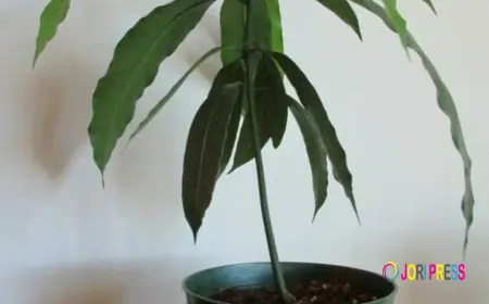 Why Buying Mango Plants Online Is the Smartest Choice for Home Gardeners