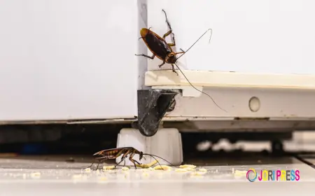 How Expert Help Can Finally Put an End to Your Roach Problem