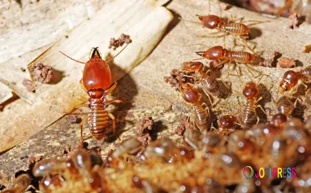 Protect Your Home: Why Timely Termite Treatment Is Crucial