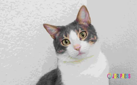 The Ultimate Guide to Catnip Toys for Cats & Plush Toys