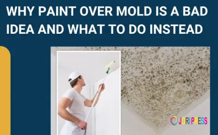 Why You Should Never Paint Over Mold and the Right Way to Fix It