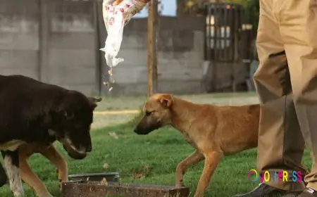 Here Is What It Means & What You Should Do If You See Pets Always Acting Strangely Around You