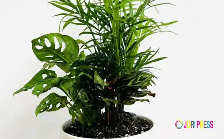 Potful of Happiness: Why Plants Make the Best Delivered Gifts