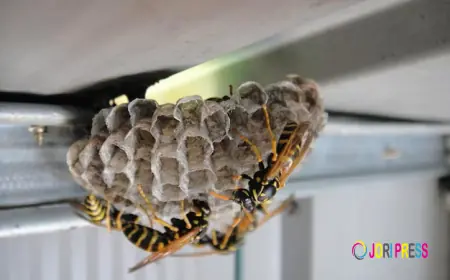 Raul The Bees Guy Launches Safer, Faster Mud Wasp Nest Removal Services Across the Region