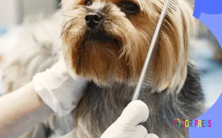 Pet Grooming in Dubai: What Pet Owners Should Know Before Booking a Service