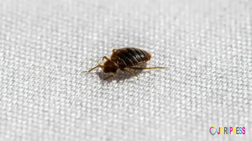 Say Goodbye to Sleepless Nights with Trusted Bed Bug Extermination in Hanover