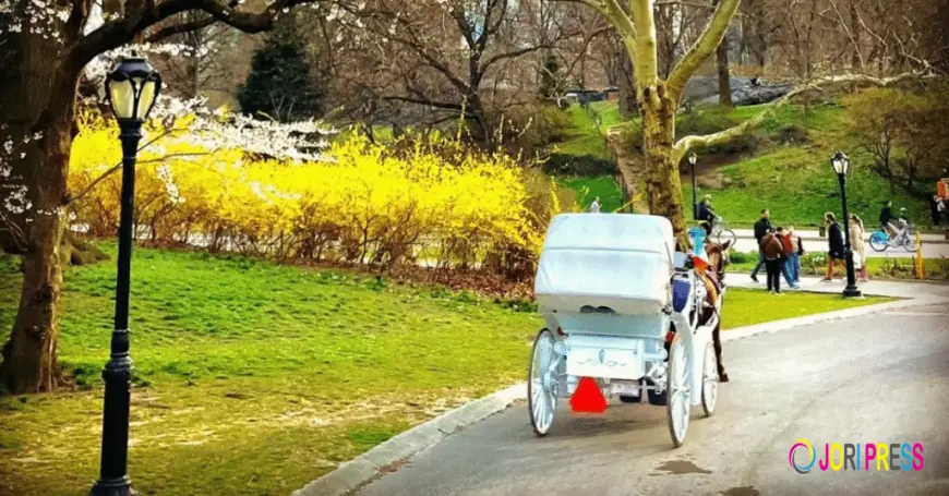 Horse Carriage Rides