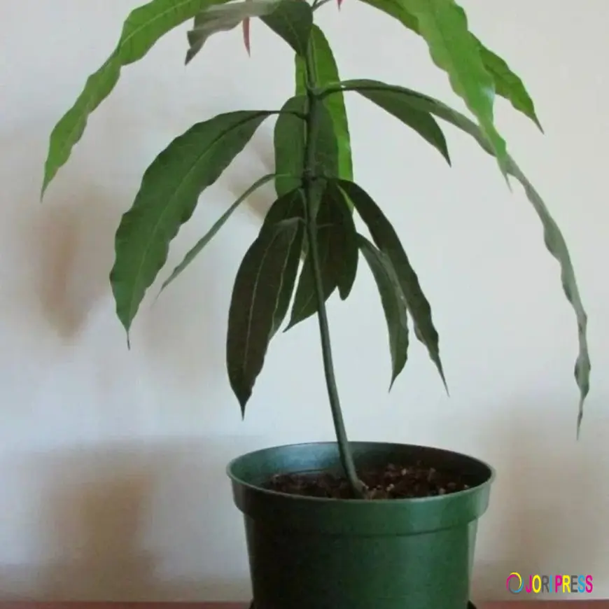 Why Buying Mango Plants Online Is the Smartest Choice for Home Gardeners