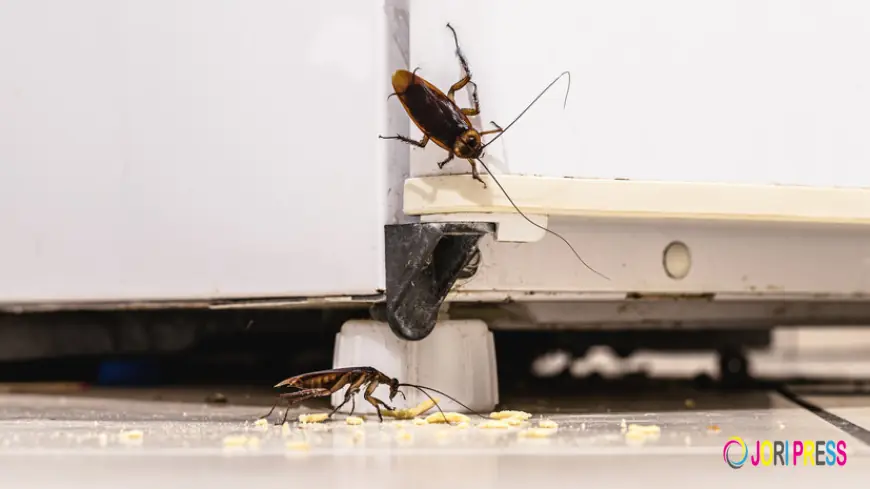How Expert Help Can Finally Put an End to Your Roach Problem