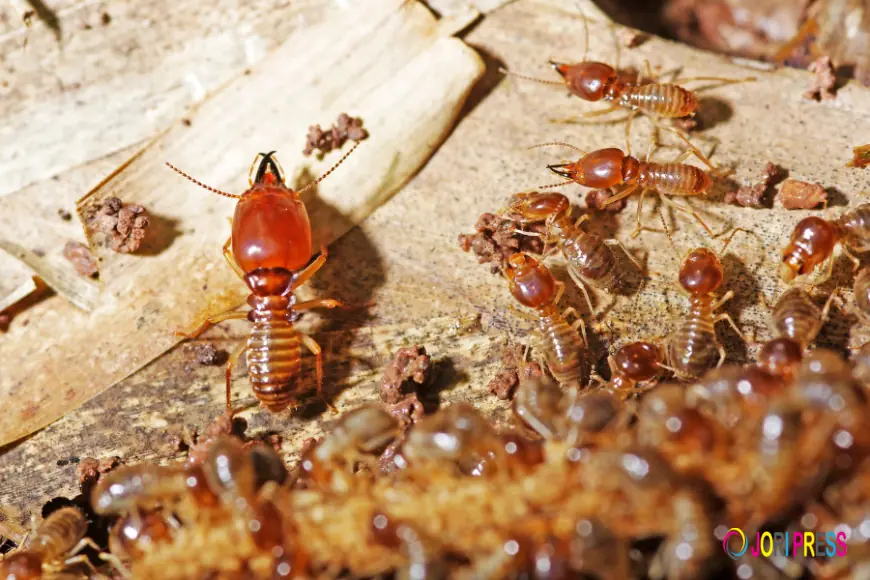 Protect Your Home: Why Timely Termite Treatment Is Crucial