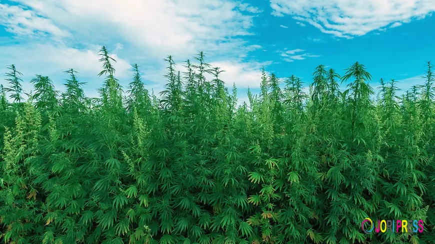 Glitter Bomb THCa: The Sparkling Star of Potent Relaxation